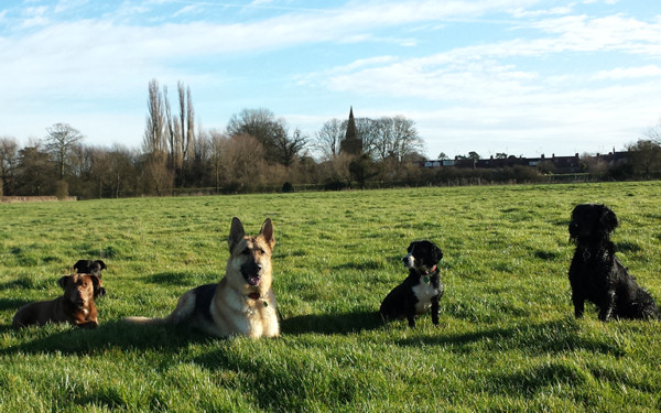 A Dog Guy - Dog training in Northampton, Wellingborough and Kettering