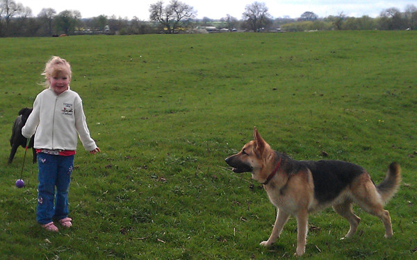 Dog training and dog behaviour support by A Dog Guy in Northampton, Ketting, Wellingborough and Surrounding Villages